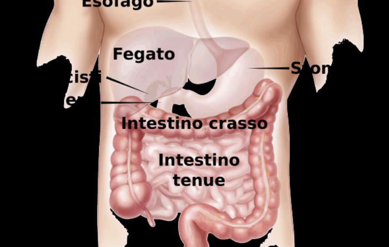 Como cuidar el intestino